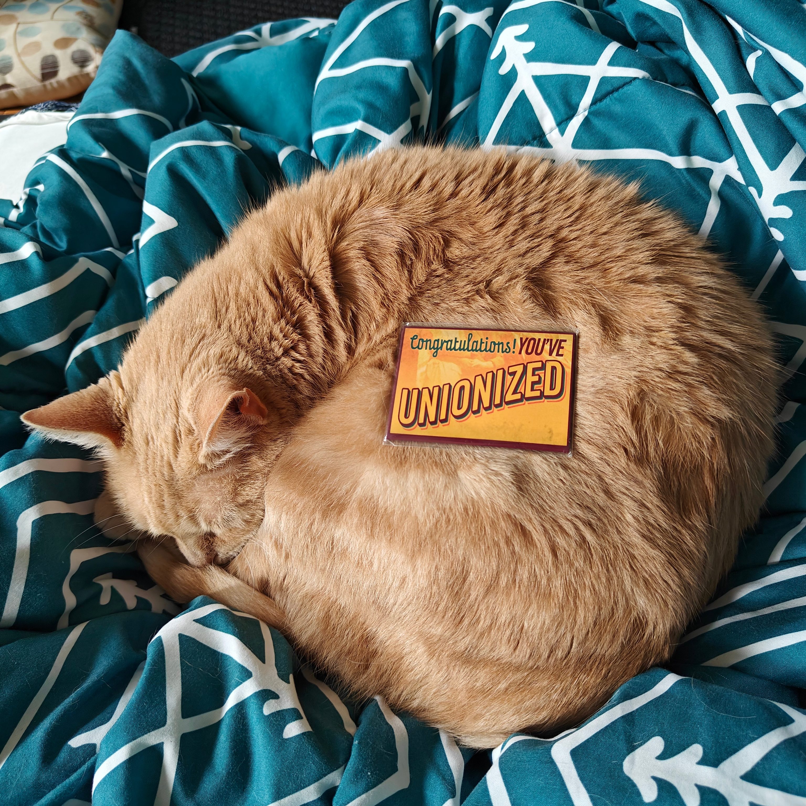 "congratulations! you've unionized" magnet on top of an orange tabby cat