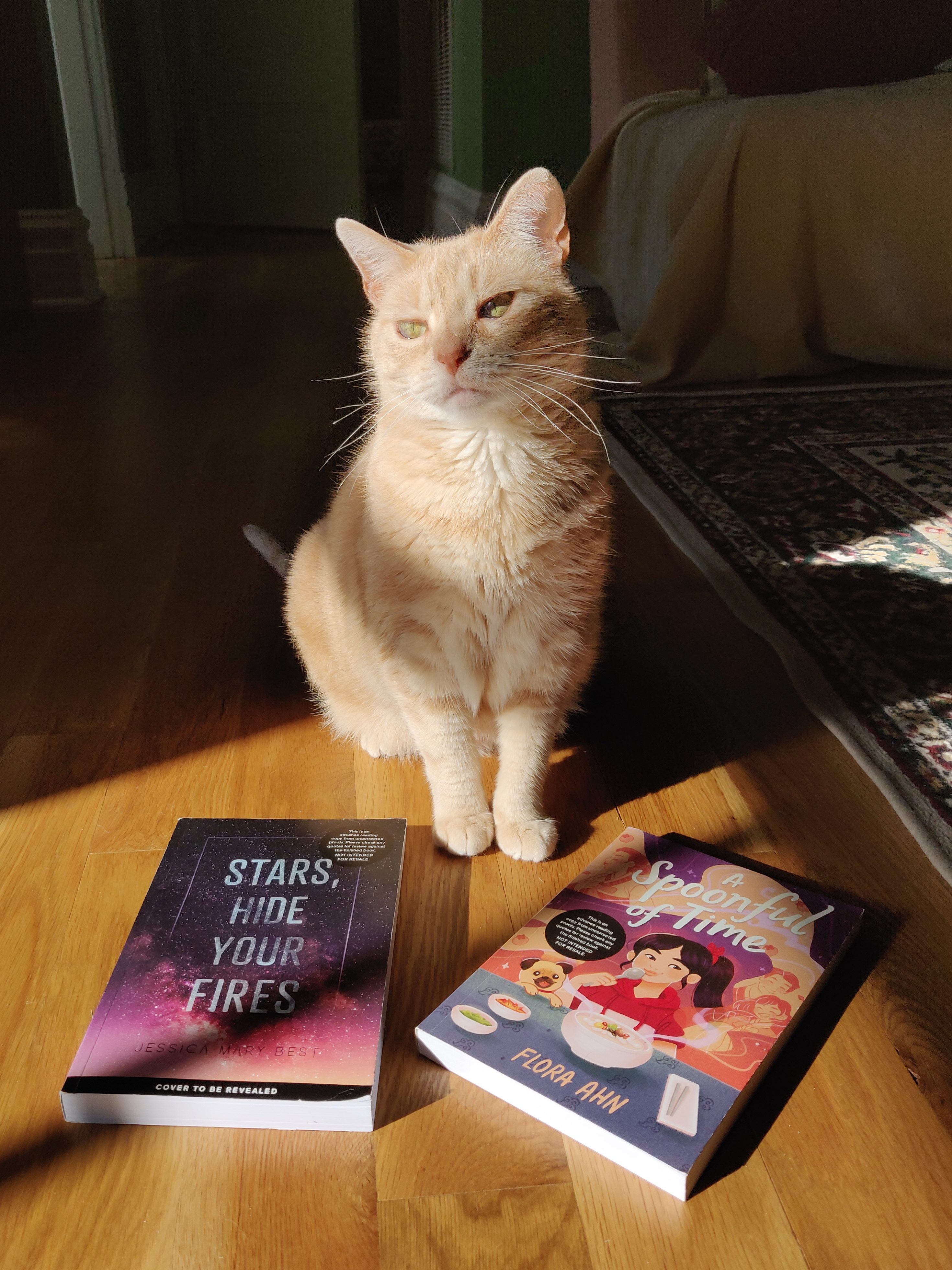 orange tabby looking at books